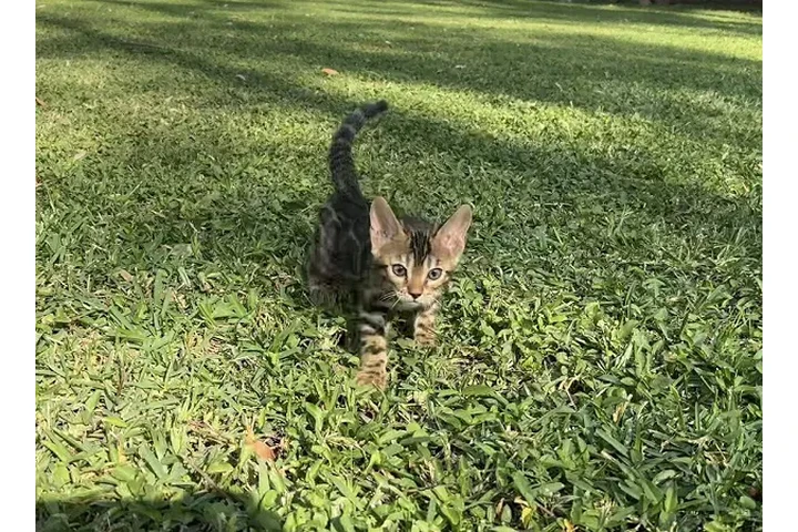 $3000000 : Un Gato Bengali Lindos Raza image 1