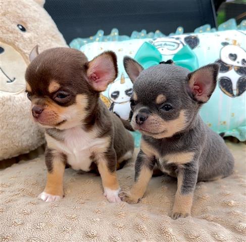 $250 : Chihuahua puppies for sale image 2