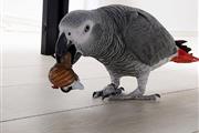 $500 : African grey parrots 🦜 thumbnail