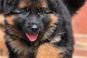$500 : Cachorros de pastor alemán thumbnail