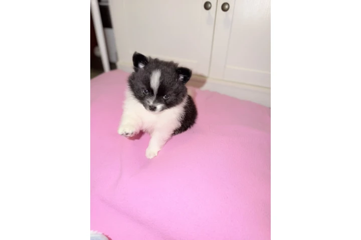 $1200 : Pomeranian image 7