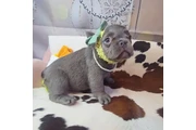 adorables Fluffy Frenchies en Fort Lauderdale