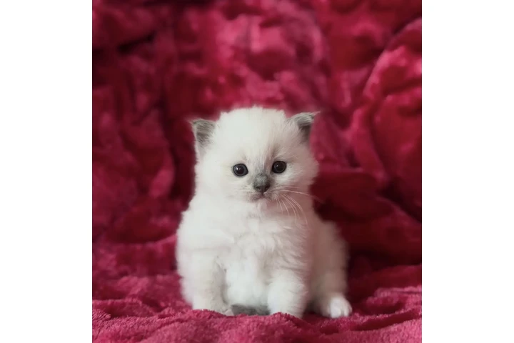 $200 : Ragdoll Kittens For Sale image 2