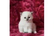 $200 : Ragdoll Kittens For Sale thumbnail