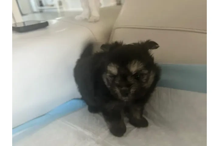 puppies Maltipom image 1