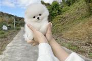 $250 : Pomeranian puppies thumbnail