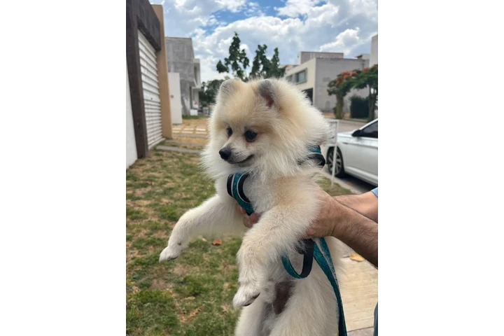 $8000 : Perro pomerania image 2