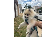 $8000 : Perro pomerania thumbnail