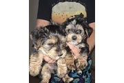$500 : Adorables cachorros Yorkshire thumbnail