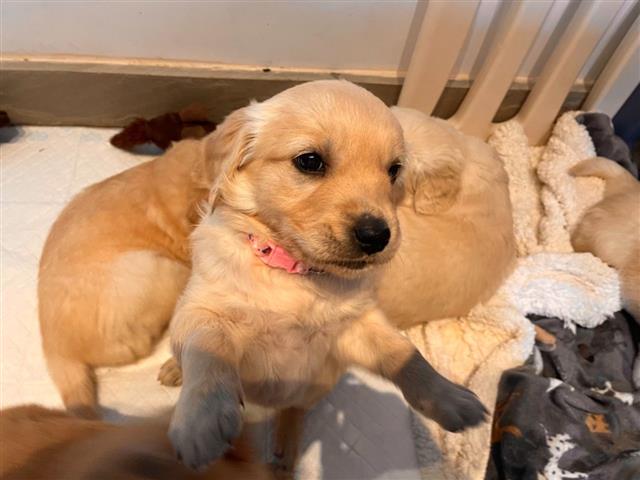 $500 : Golden Retriever puppies- Male image 4