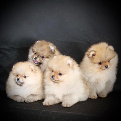 $500 : beautiful pomeranian puppies image 3