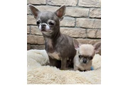 $350 : taza de té chihuahua thumbnail