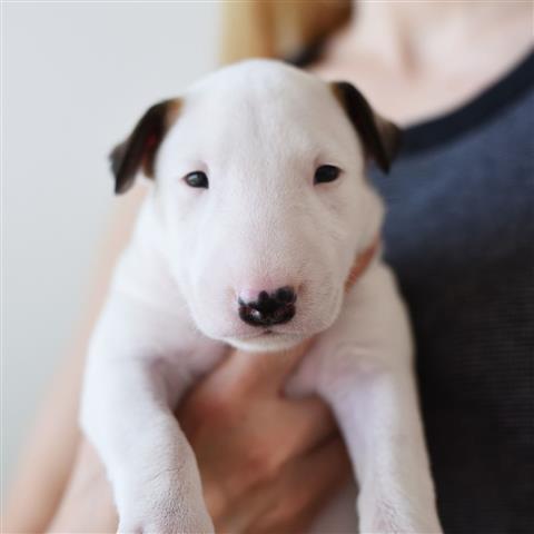 $700 : Adorable Bull terrier puppies image 1