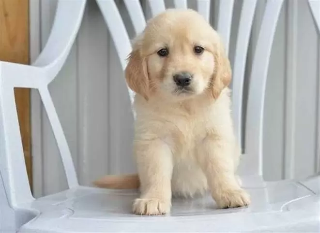 $500 : Golden Retriever de pura raza image 3