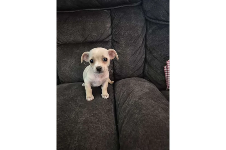 $200 : Poodle terrier mini hembra image 2