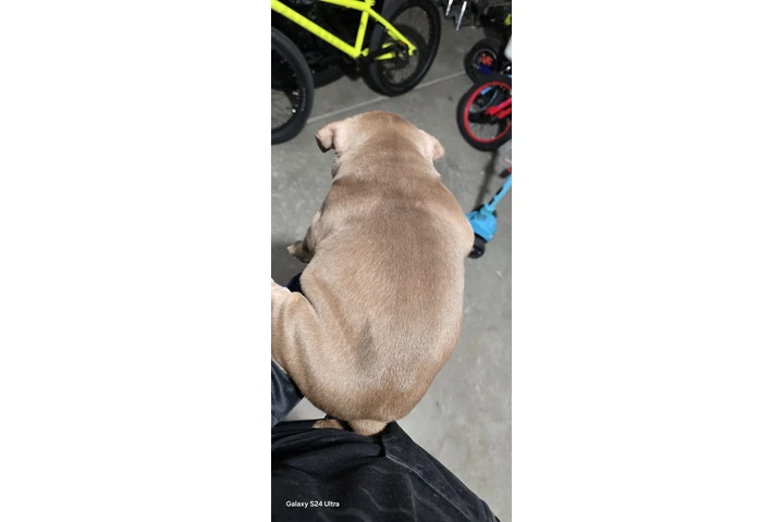 $2000 : Exotic American bullys image 3