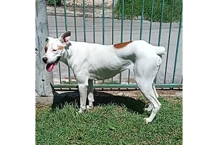 Perrita tipo boxer image 2