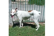 Perrita tipo boxer thumbnail