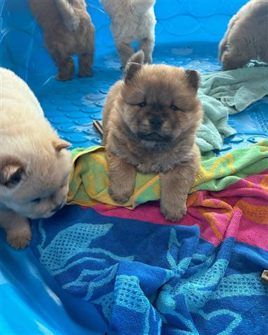 $600 : Cachorros Chow Chow3 image 2