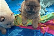 $600 : Cachorros Chow Chow3 thumbnail