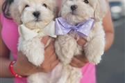 Toy maltipoos puppies en Los Angeles