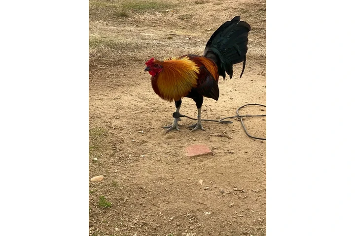 $200 : Chicken roster image 2
