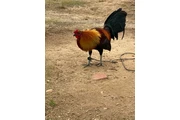 $200 : Chicken roster thumbnail