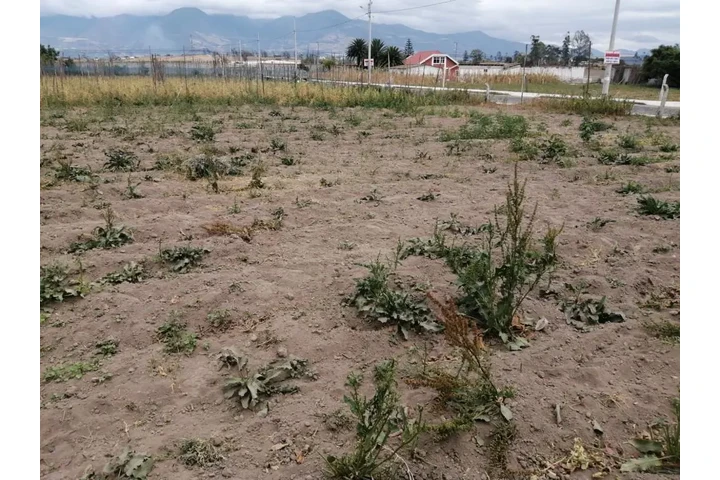 $30000 : Vendo terreno  Chaltura-Imbabu image 3