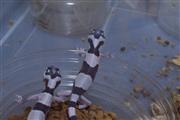 The Leopard geckos we sell com en Little Rock