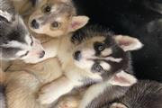 $500 : Pure Bred Siberian Husky thumbnail