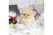 Pomerania en venta thumbnail