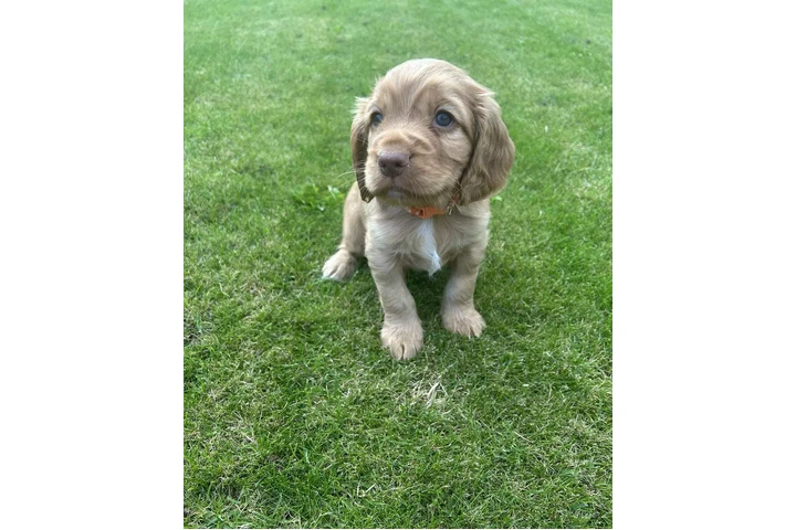 Cocker spaniel puppies image 3
