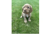Cocker spaniel puppies thumbnail