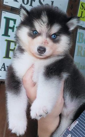 $500 : Siberian Husky Puppies image 1