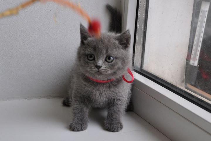 $300 : British Shorthair kittens for image 4