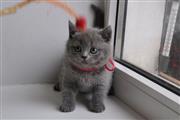 $500 : British Shorthair kittens for thumbnail