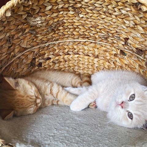 $500 : British Shorthair Kittens. image 4