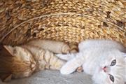 $500 : British Shorthair Kittens. thumbnail