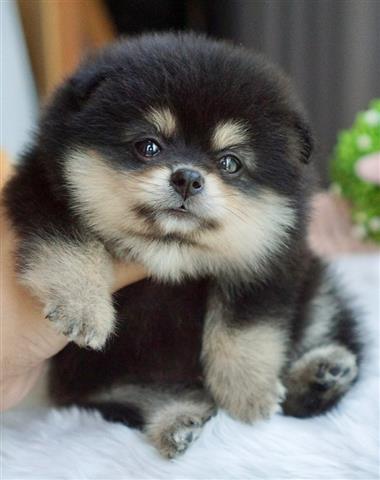 $550 : Registered Pomeranian puppies image 1