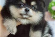 $550 : Registered Pomeranian puppies thumbnail