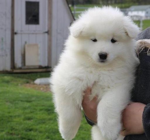 $500 : Samoyed puppies ready for sale image 3