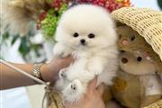 $350 : Pomerania en venta thumbnail