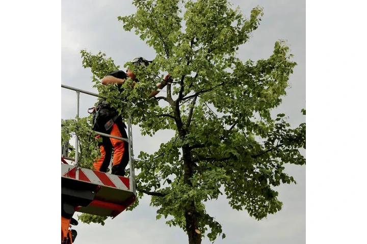 JR Landscaping image 4