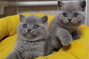 5 British Shorthair Kittens