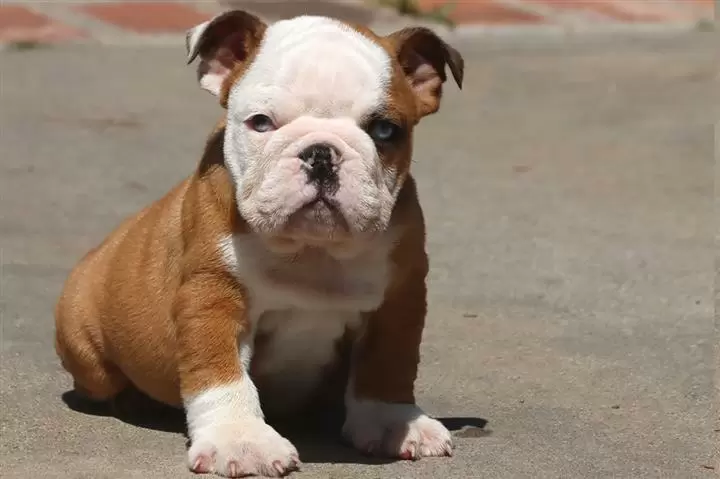 $100 : nice10wks  E.bulldogs 4u ready image 5