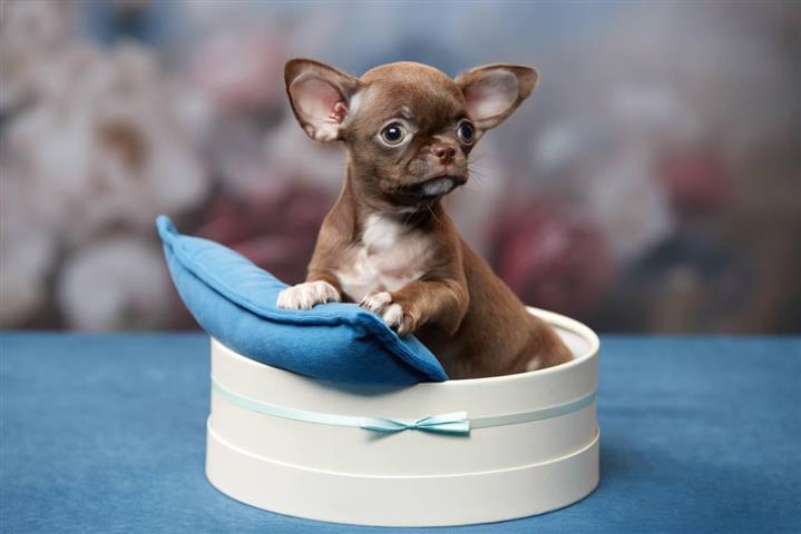 $220 : Male And Female Chihuahua Pupp image 4