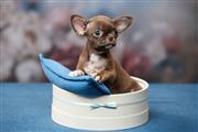 $220 : Male And Female Chihuahua Pupp thumbnail