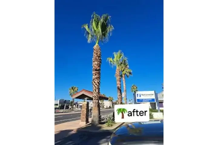 Jardinero Econoómico image 8