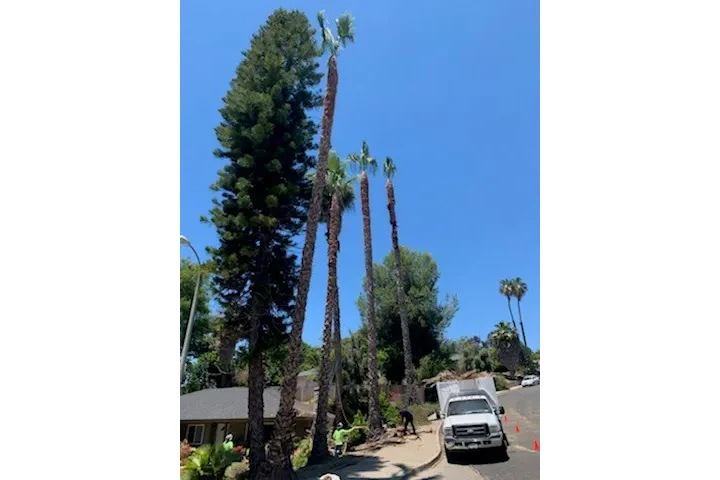 ALEX TREE SERVICE image 5