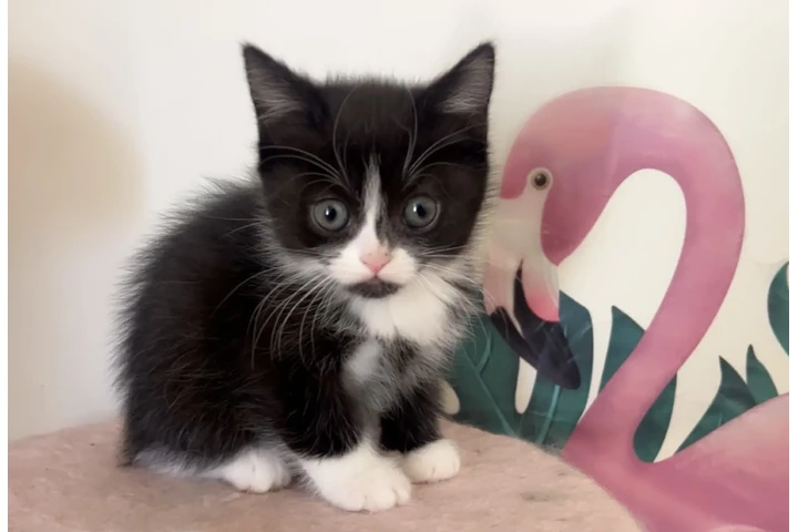 $220 : Persa doll face image 3